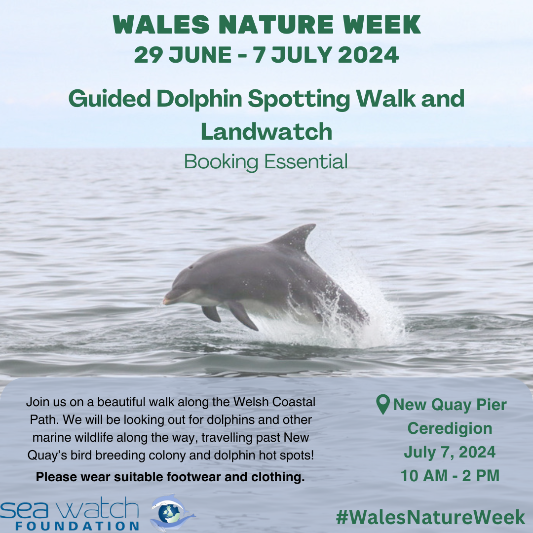 Guided Dolphin Spotting Walk and Landwatch